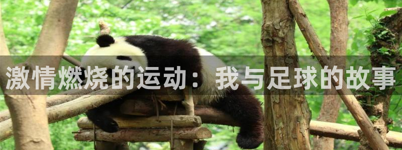 激情燃烧的运动：我与足球的故事